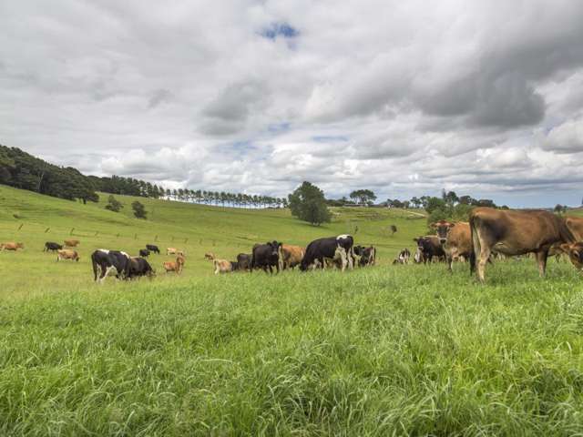 78 Morrison Road Arapohue_4