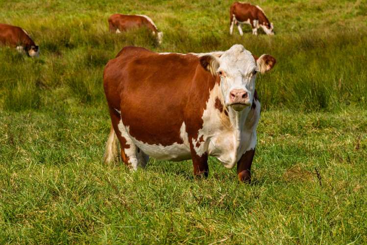 271 Pataua South Road Pataua South_10