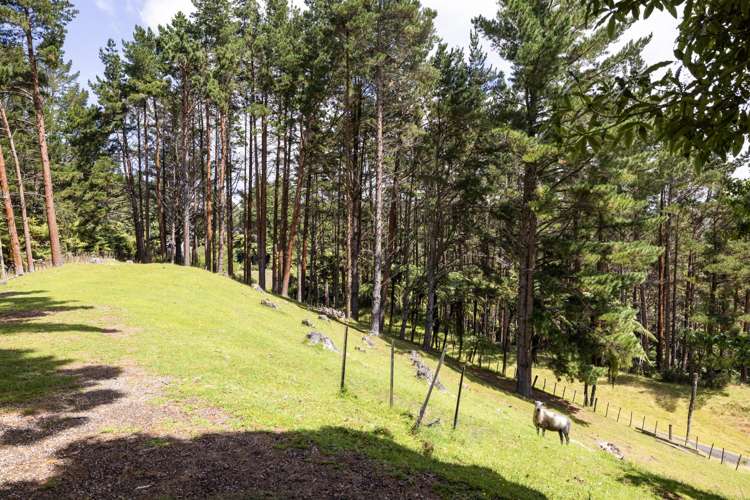 2252 SH29 Lower Kaimai_19