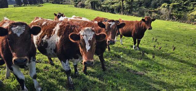 Lot 3/72 Belk Road South Omanawa_2