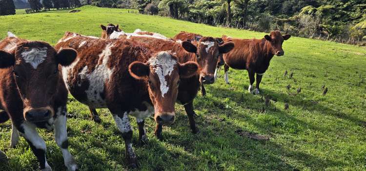 Lot 3/72 Belk Road South Omanawa_2