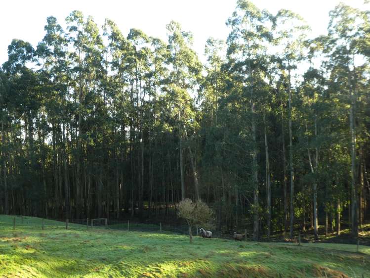 51 Needles Street Kaitangata_13