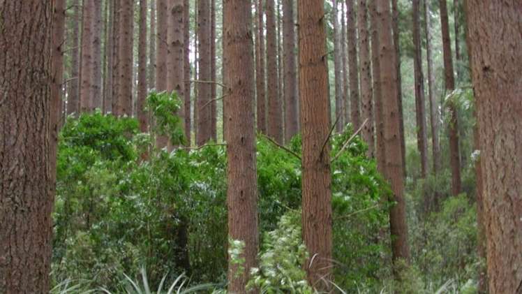 1068 Otaki Gorge Road Otaki_12