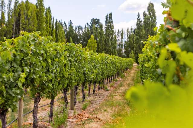 89 McPherson Road, Earnscleugh Alexandra_2