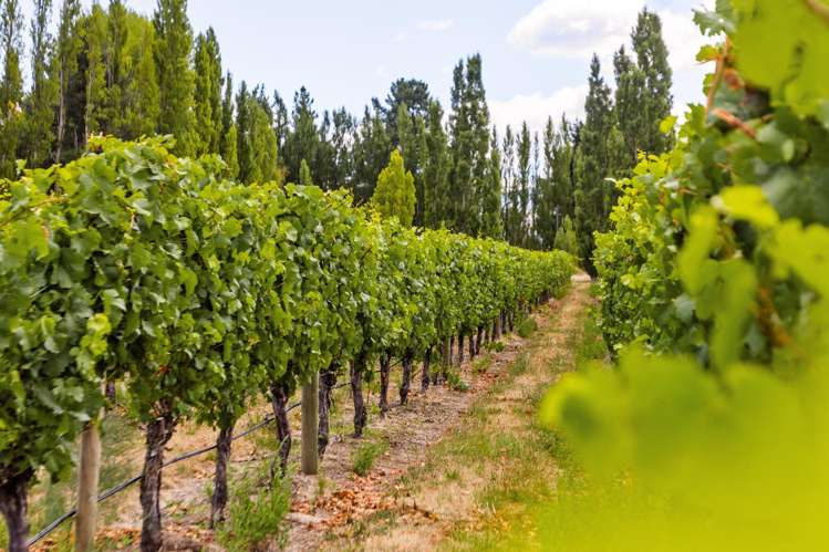 89 McPherson Road, Earnscleugh Alexandra_2