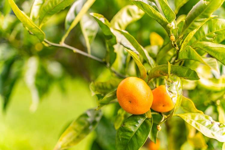 5802 State Highway 12 Arapohue_25