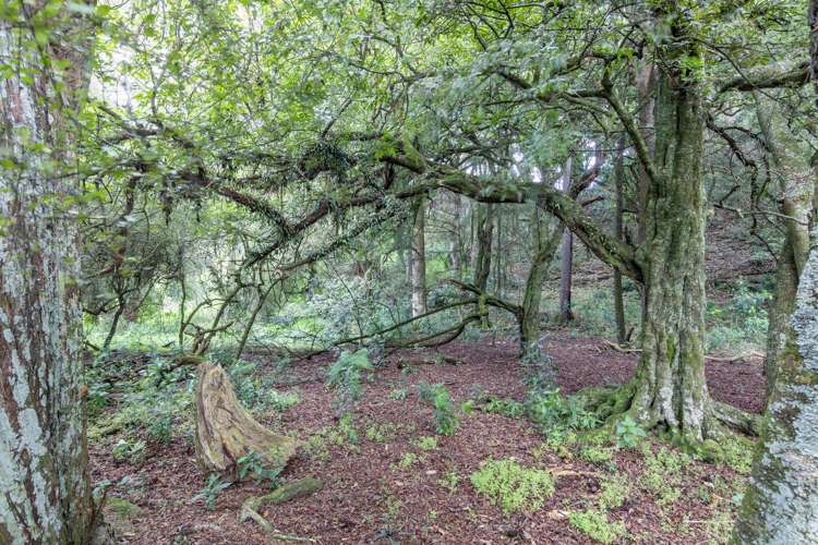 137 Kiritaki Road Dannevirke_8