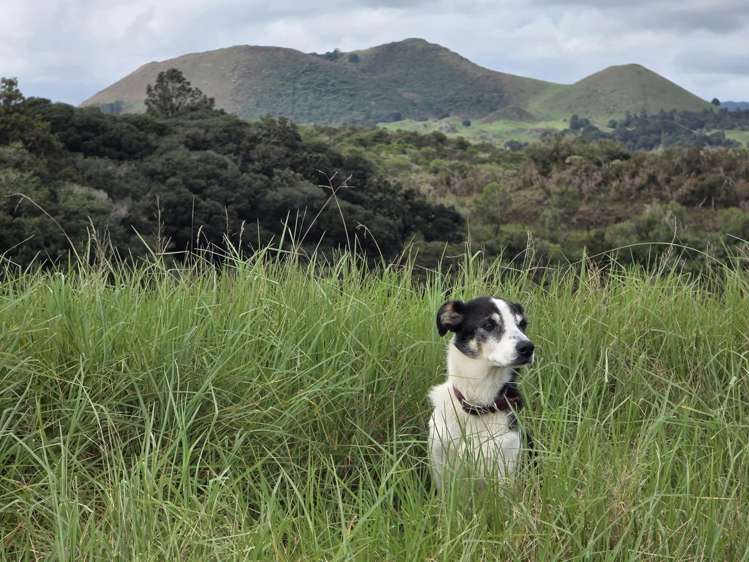 00 Waitaheke Road Ohaeawai_19