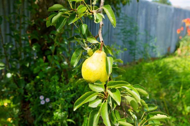 1235 Parnassus Road Ferniehurst_27