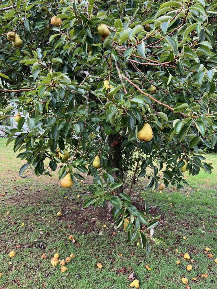 19 Arawa Place Onerahi_30