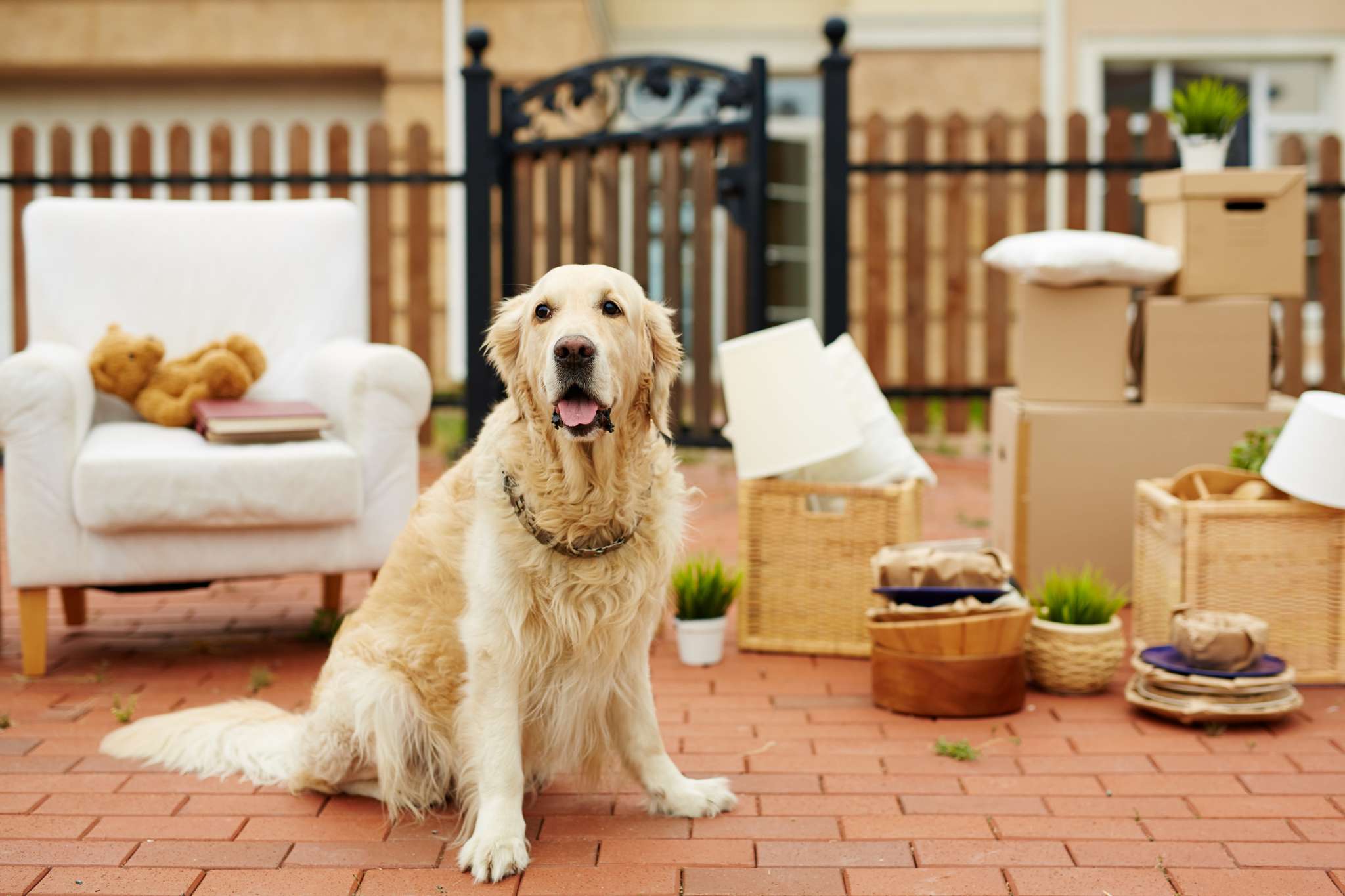 Why is it so hard to find a rental that allows pets?