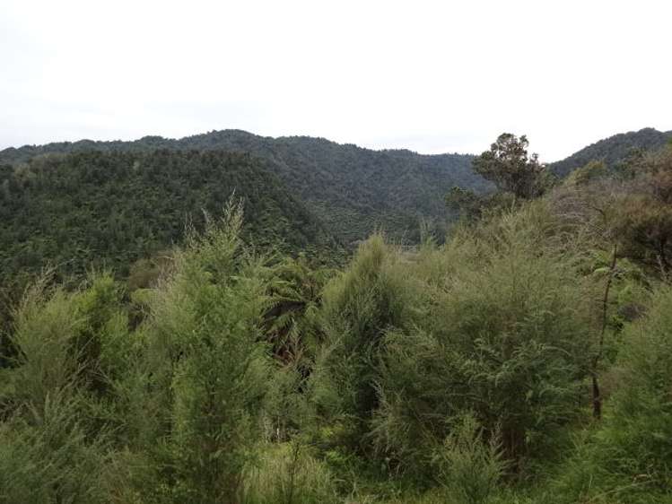 3361 State Highway 2 Opotiki and Surrounds_11