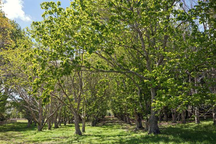 Lot 1/39 Berenice Lane_5