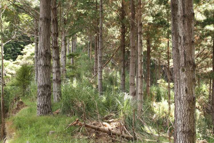 Puhata Road Herekino_12