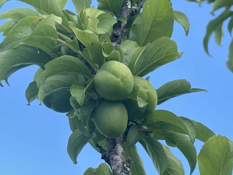 10/6 Campbell Close Whangamata_18