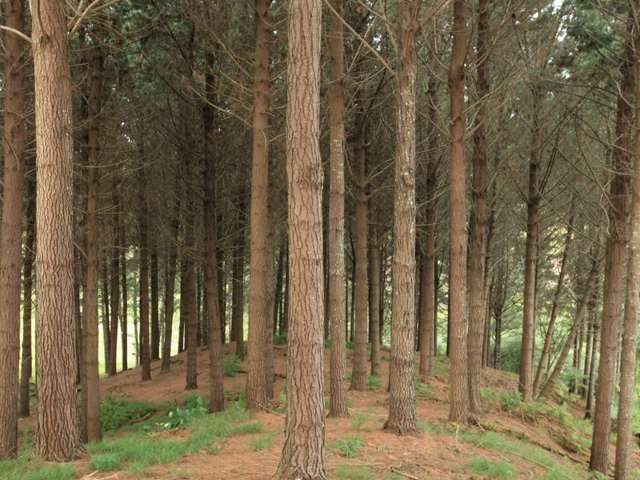 4349 Highway Pepepe_2