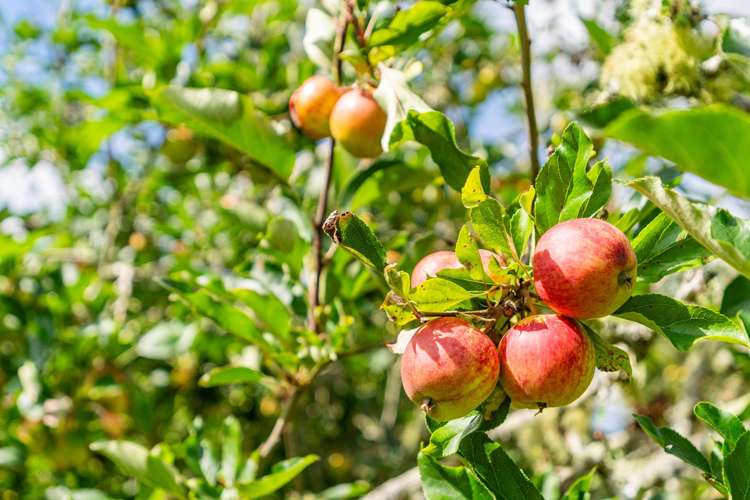 851 Otaika Valley Road Maungatapere_19