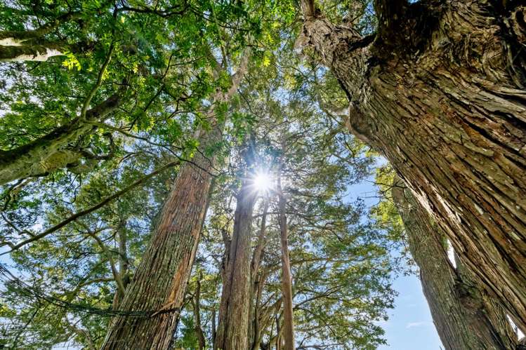 322 Kokopu Road Ruatangata_26