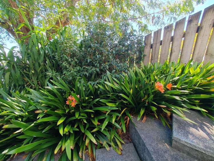 117 Edward Street Thames_37