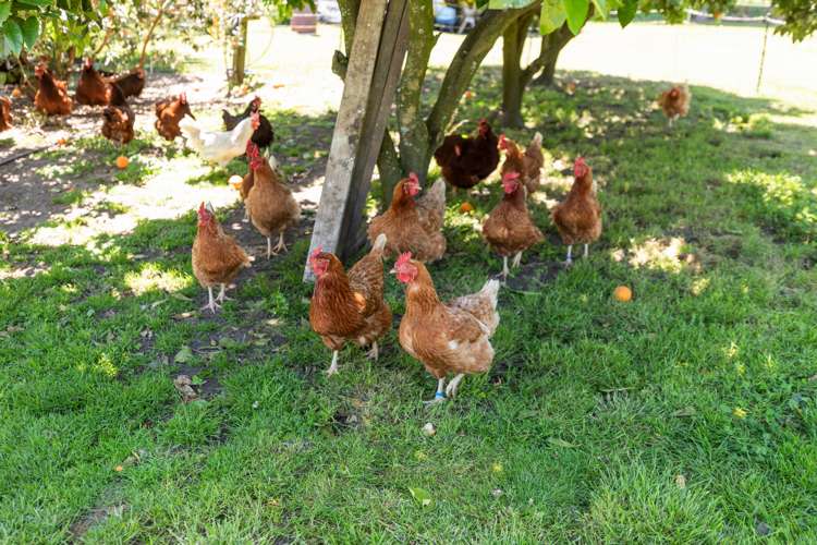 121a Benner Road Pukehina_20