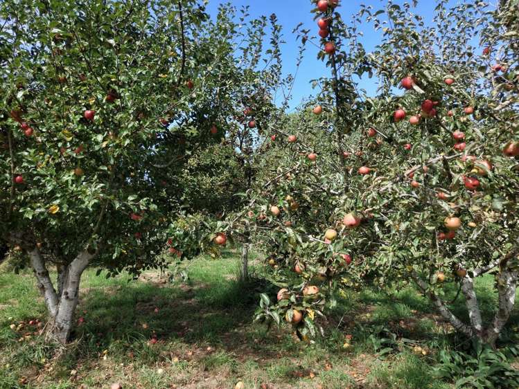 13 Edievale Road Tapanui_33