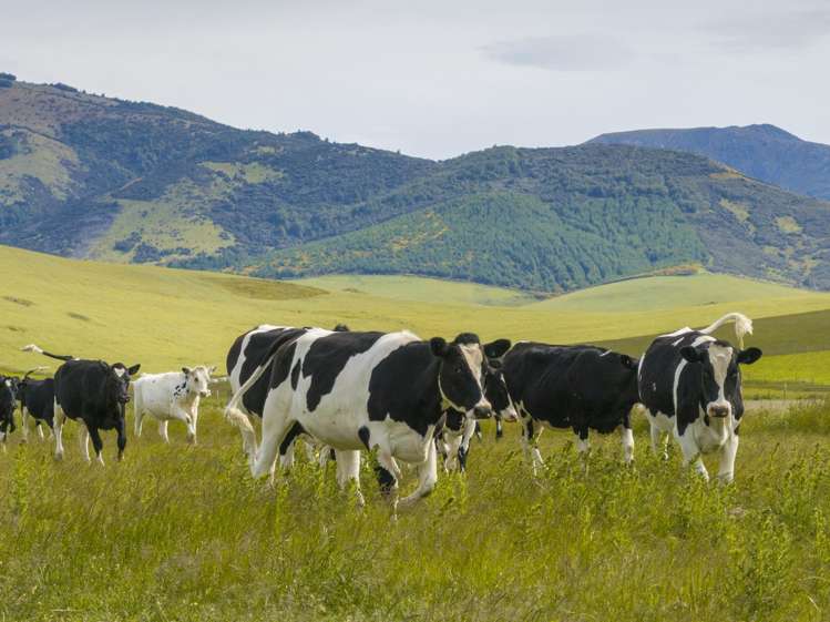 304 Acton Downs Road Acton_29