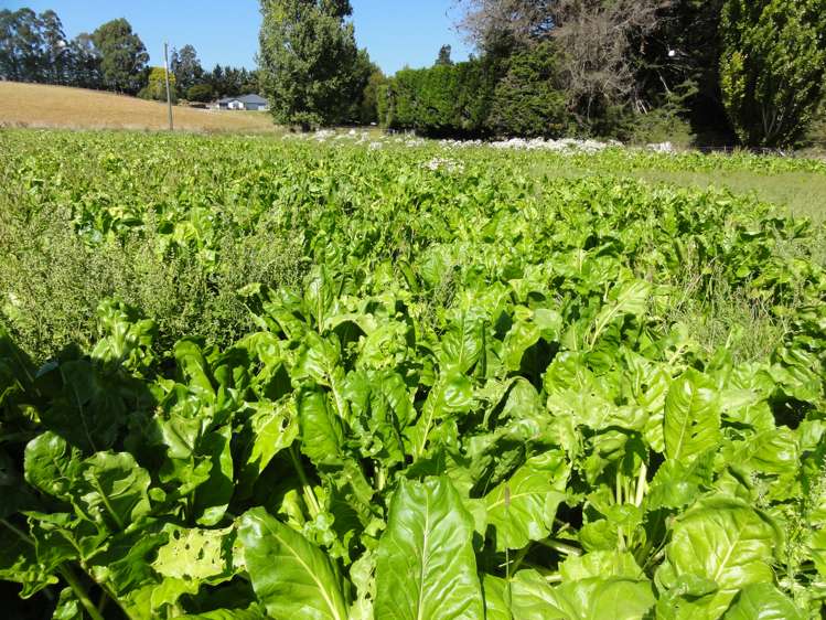 62 Nonoti Road Cheviot_14