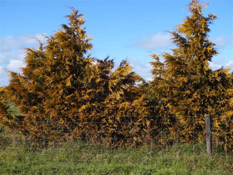 711 Rise Road Temuka_7