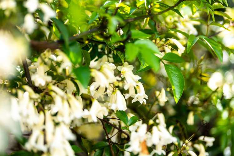 2/32 Nikau Street Stoke_20