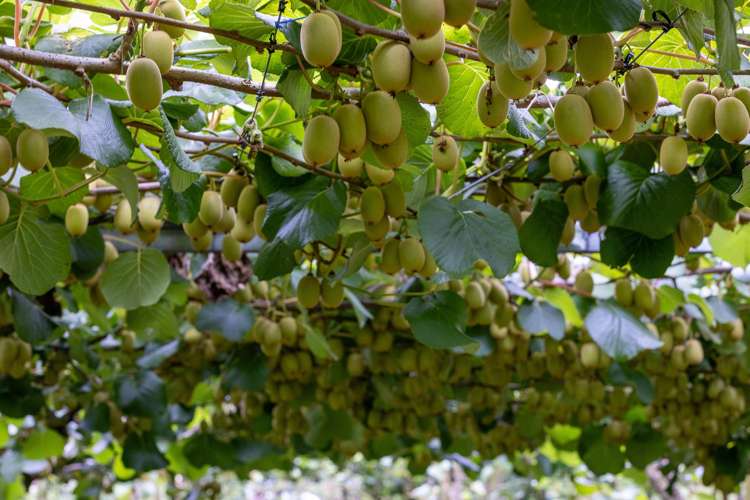 19E Amber Lane Karapiro_8