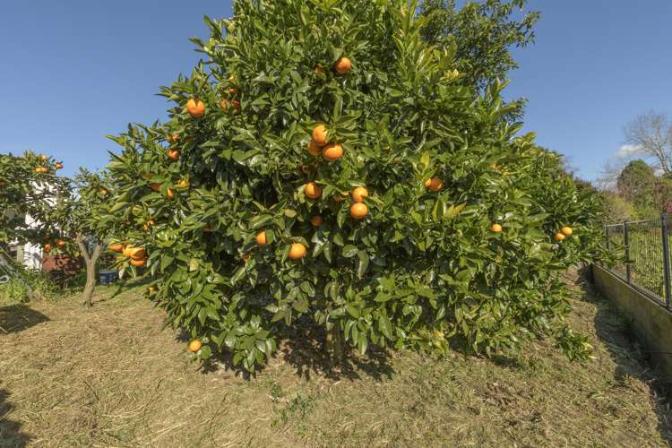 4 Washer Place Te Puke_18