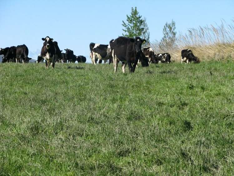 369 Black Gully Road West West Otago Surrounds_12
