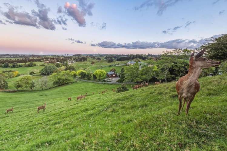 325A Esdaile Road Whakamarama_18