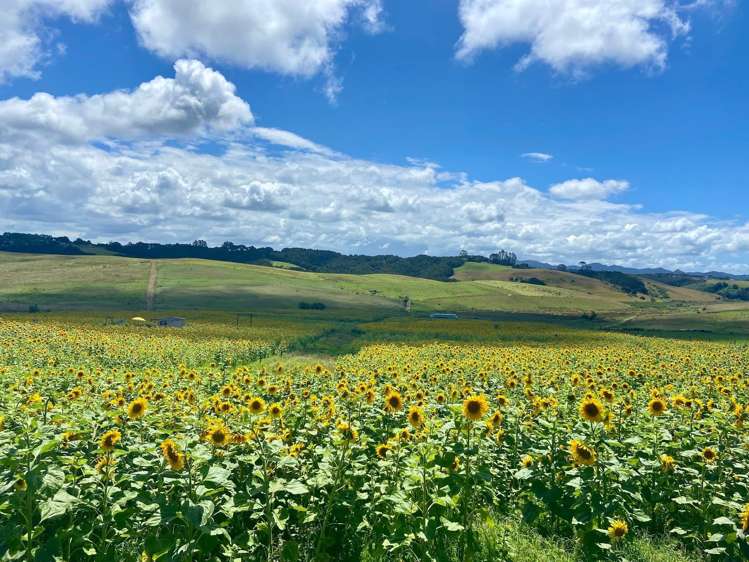 271 Pataua South Road Pataua South_14