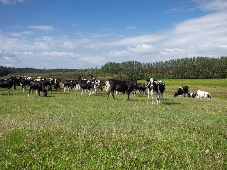 137 Sanson Road Ruawaro_0