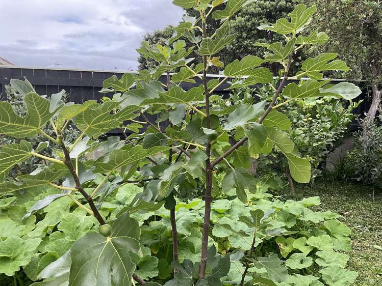 2/74 Cambridge Terrace Waterloo_13