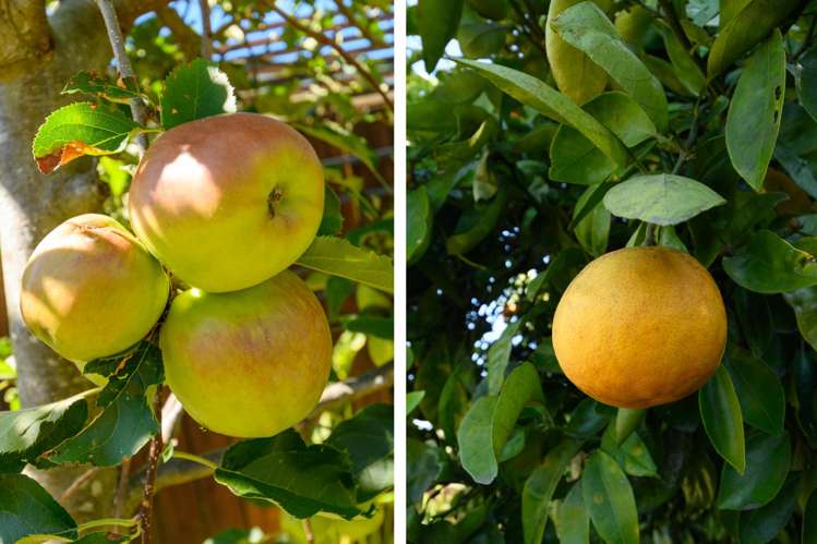 17 Hairini Street Hairini_41