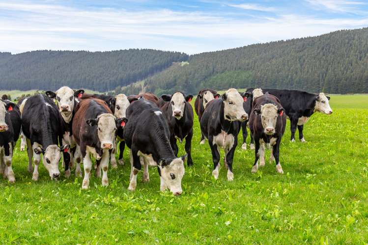 Wairiri Road Glentunnel_11