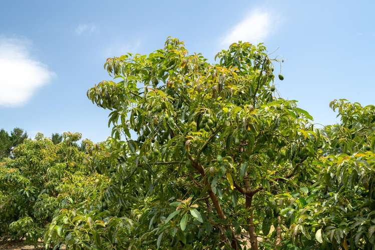 5126 State Highway One Ngataki_16