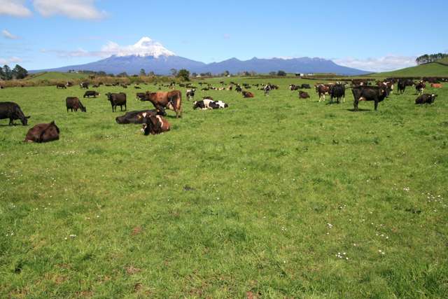 CENTRALLY LOCATED INGLEWOOD DAIRY FARM