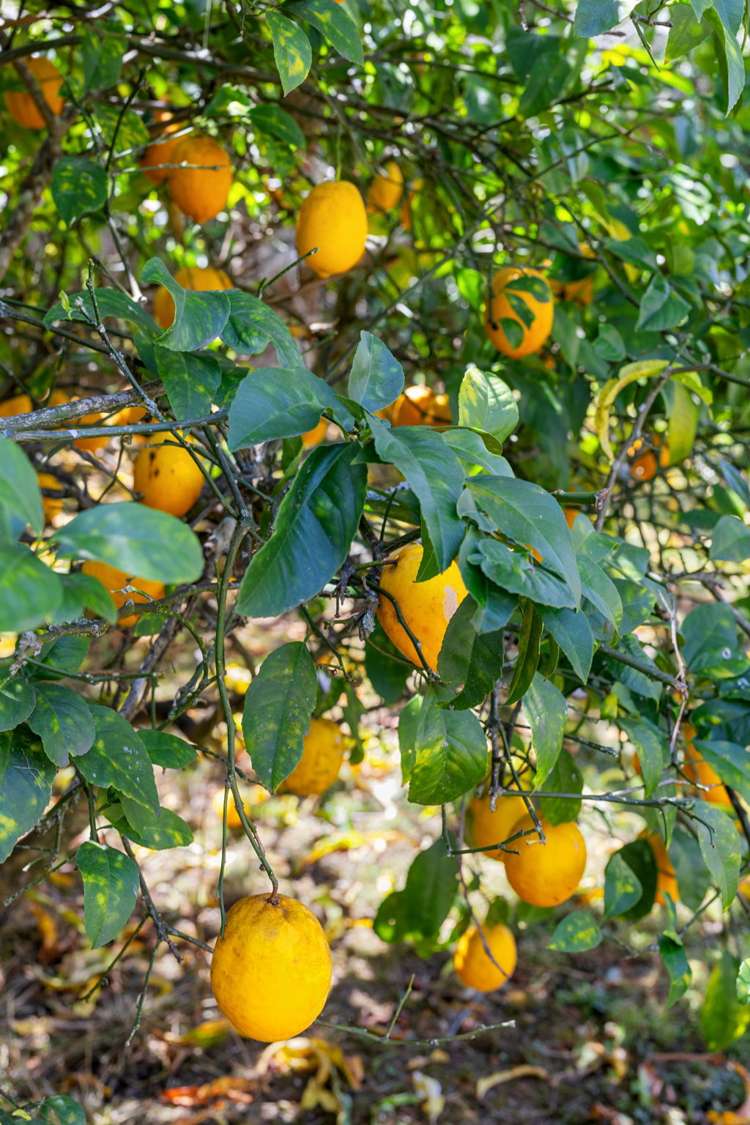 32 Cromwell Drive Fitzroy_23