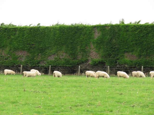 665 North Makarewa Grove Bush Road Makarewa_3