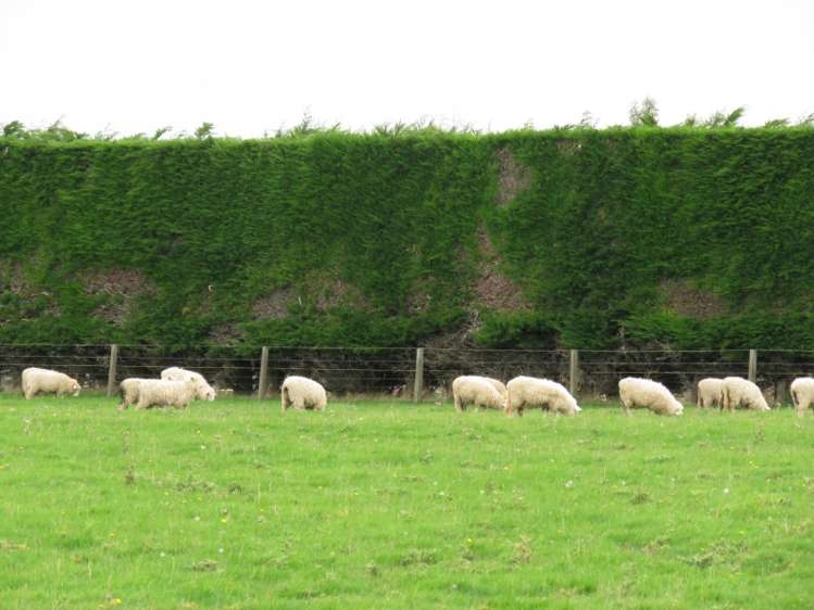 665 North Makarewa Grove Bush Road Makarewa_3