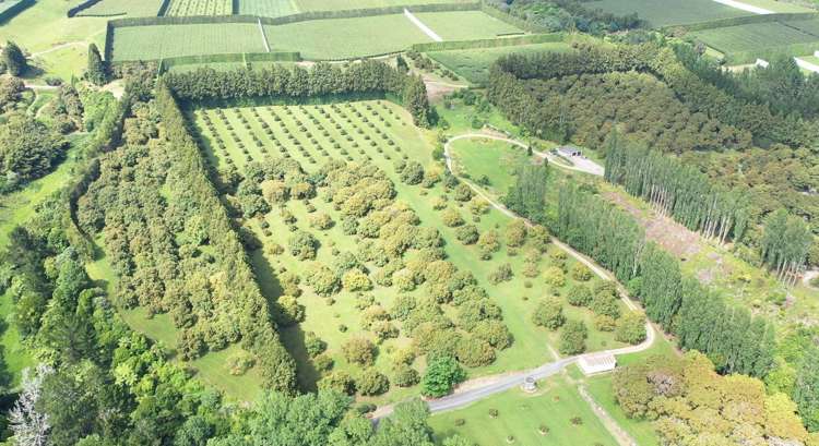 168 No 1 Road Te Puke_4