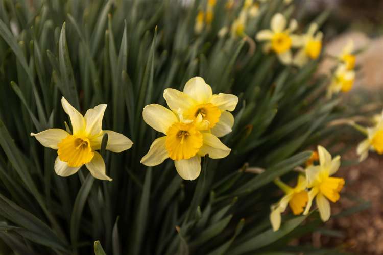 25 Seniors Road Wairau Valley_16