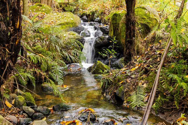 180 Oreipunga Road Cambridge_35