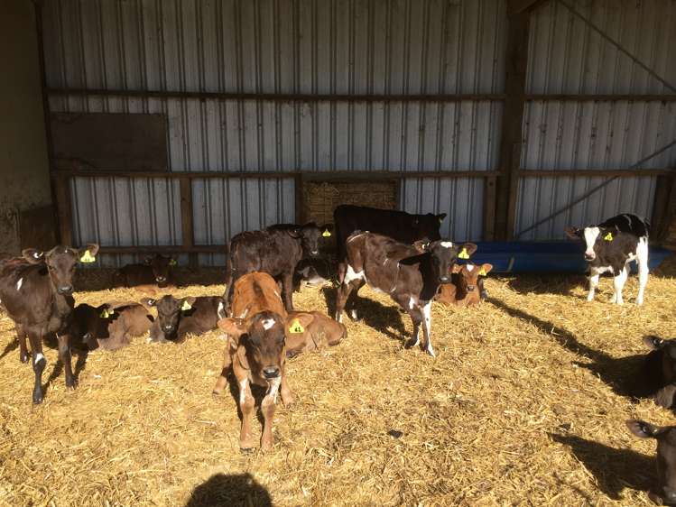 46 Clarkes Road, Glenledi Milton_6