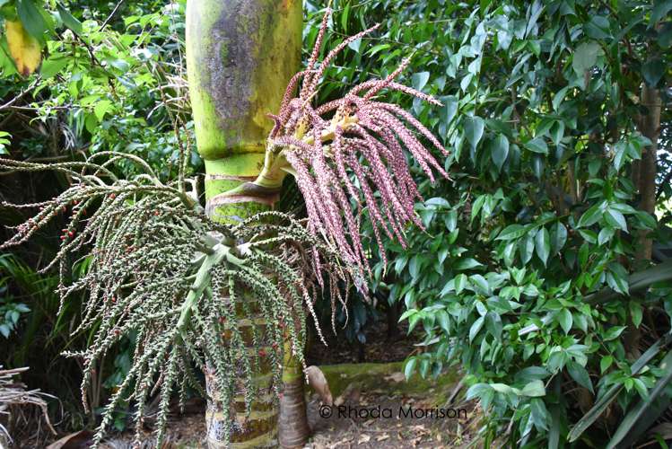 45 Gorge Road Maungaturoto_29