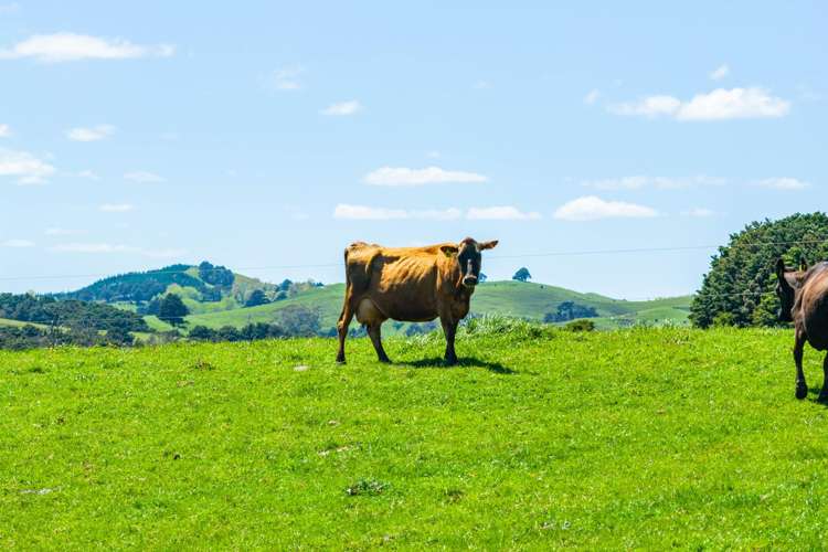 29 Keer Road Arapohue_27