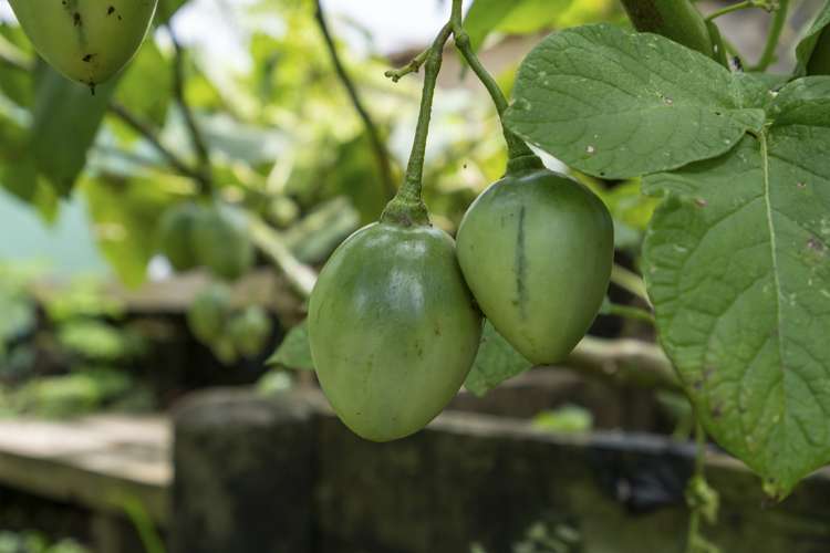 248 Jobe Road Maungakaramea_19